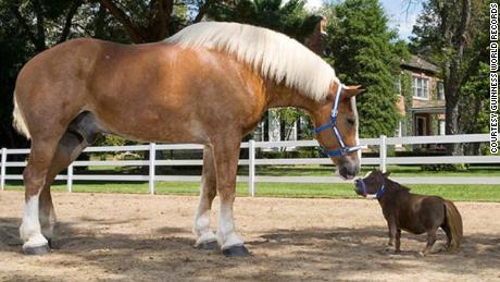 David and Goliath @Minature Horses Hidalgo Farm